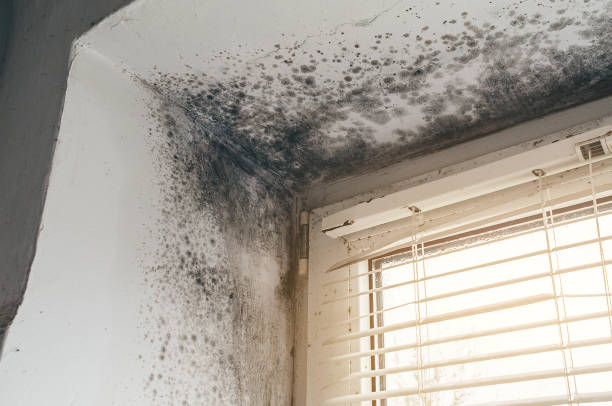 Affordable Mold Cleanup solutions in Victoria, VA